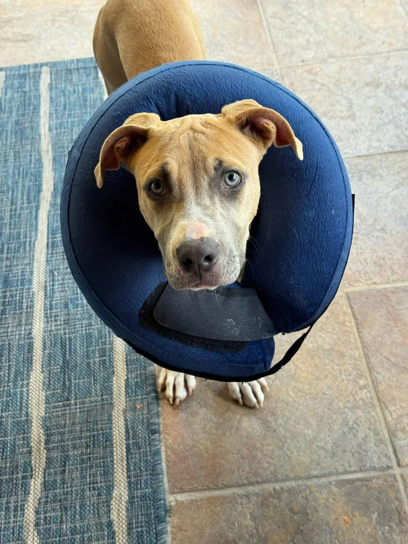 A young medium-sized female Pit Bull Terrier dog named Bubbles for adoption in Orlando, FL