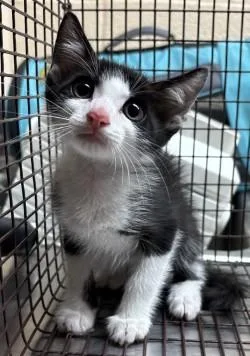 A young small-sized male Black & White / Tuxedo Domestic Short Hair cat named Bolt for adoption in Harlingen, TX