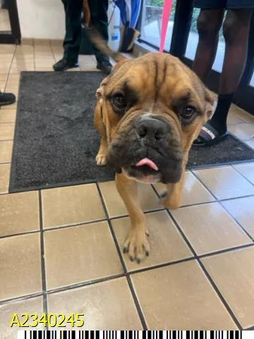 A young medium-sized male Mixed Breed dog named Roux for adoption in West Palm Beach, FL