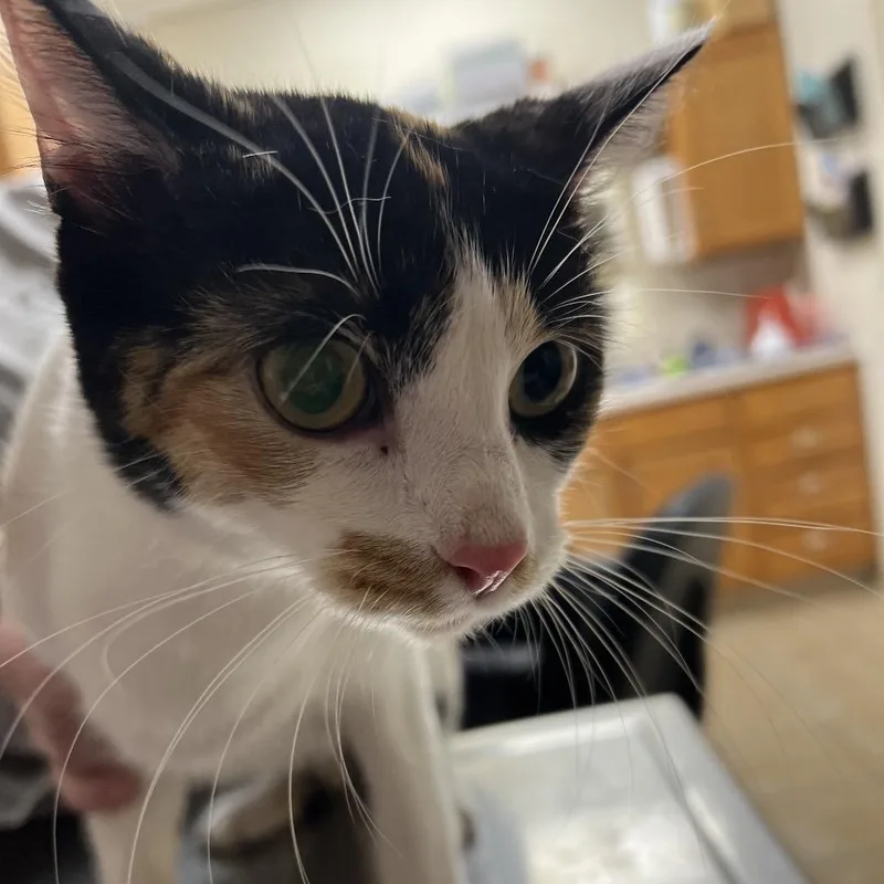 An adult medium-sized female Calico Domestic Short Hair cat named Bug for adoption in Pekin, IL