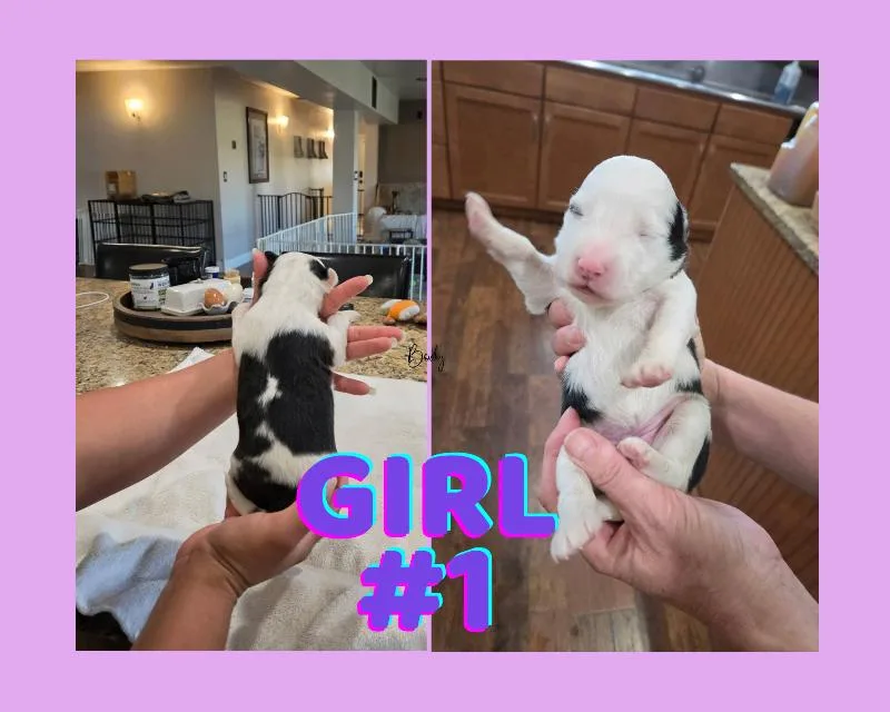 Spudlings thumbnail 4