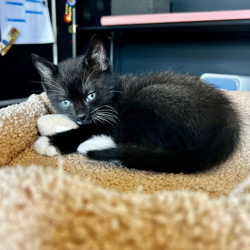 A baby small-sized female Black Domestic Short Hair cat named Artax for adoption in Juno Beach, FL