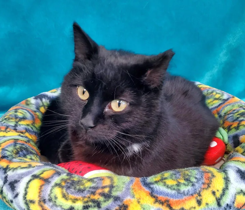 An adult medium-sized female Black Domestic Short Hair cat named Tilly for adoption in Greenville, IL