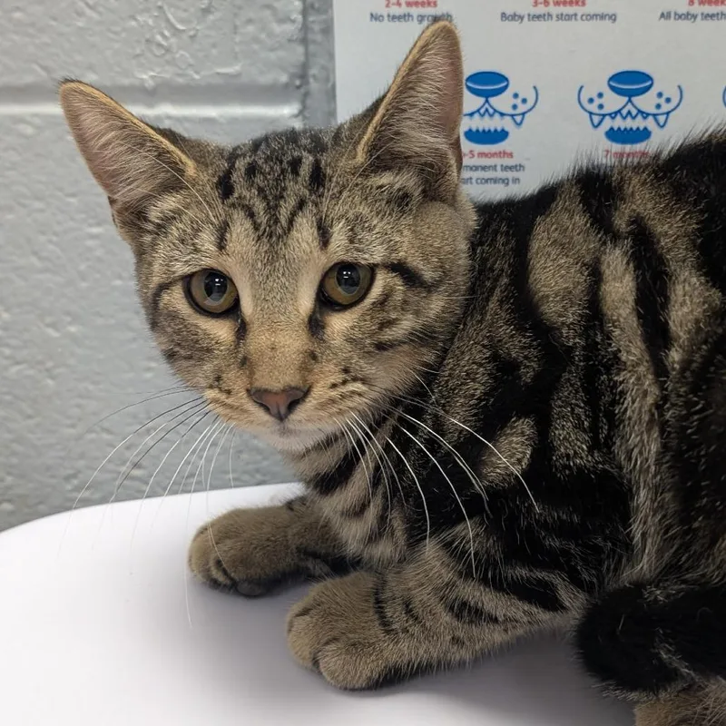 A young medium-sized male Domestic Short Hair cat named Hostess Cupcake for adoption in West Olive, MI