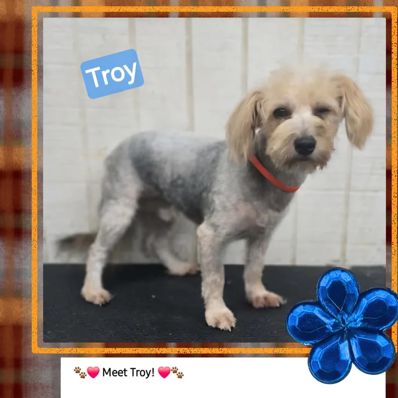 A young small-sized male Yorkshire Terrier dog named Troy for adoption in Wheelersburg, OH