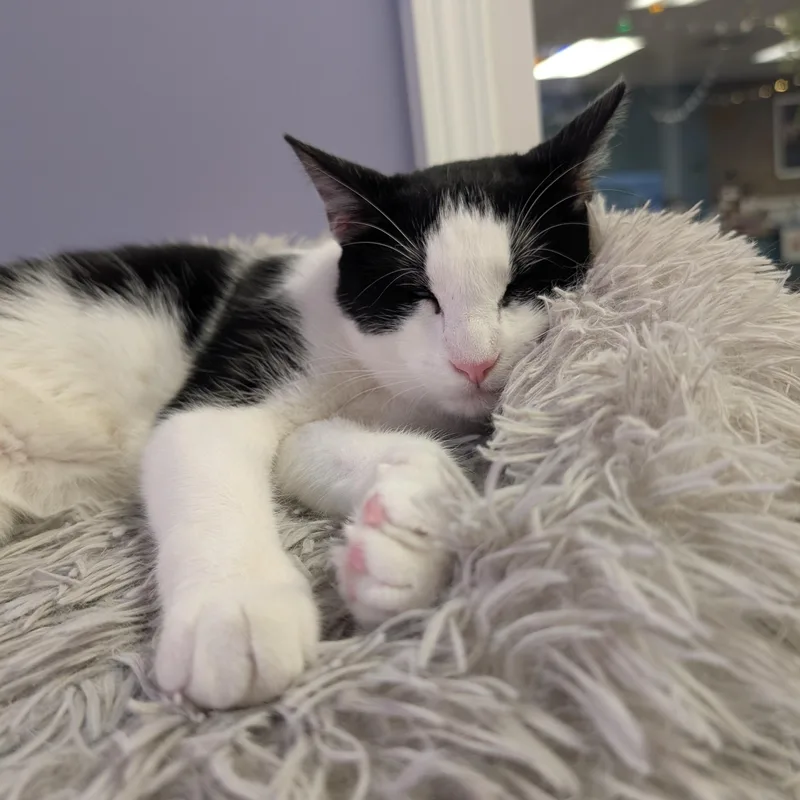 A young medium-sized male Black & White / Tuxedo Tuxedo cat named Ross for adoption in Bonaire, GA