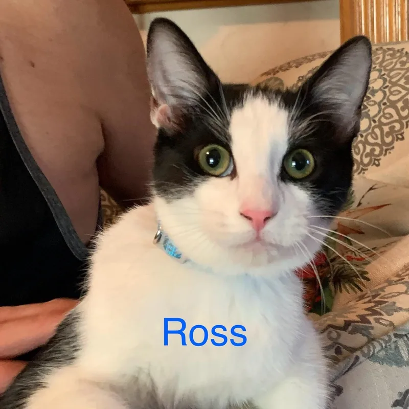 Ross thumbnail 3