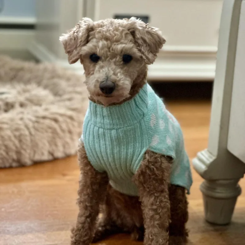 Flossy Free Training Support