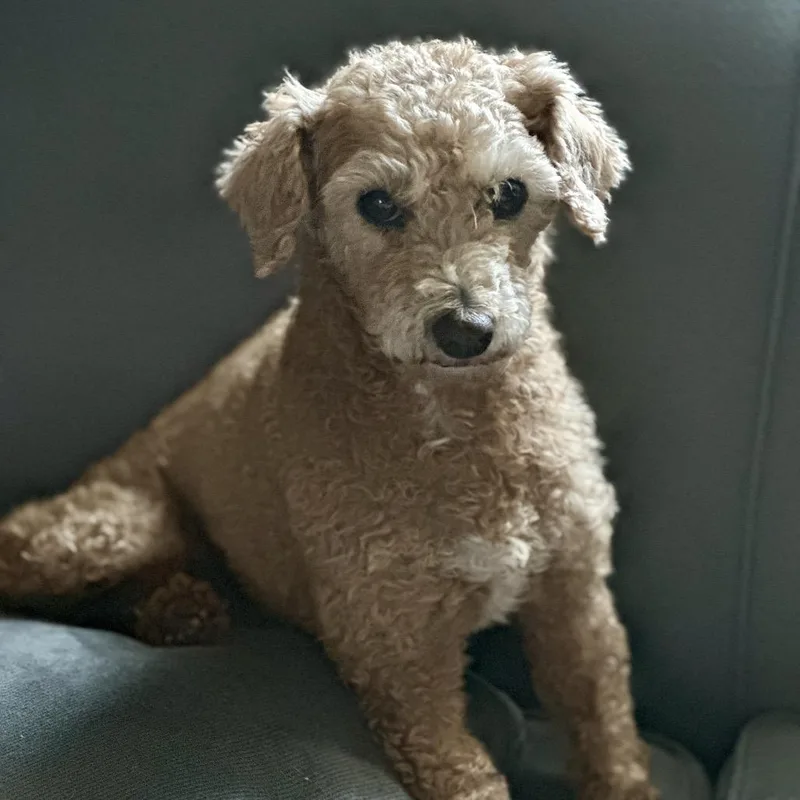 Flossy Free Training Support thumbnail 2