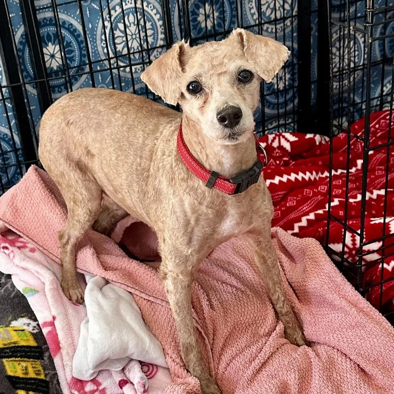 Flossy Free Training Support thumbnail 4