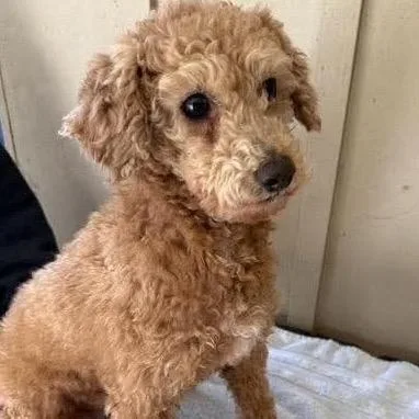 Flossy Free Training Support thumbnail 5