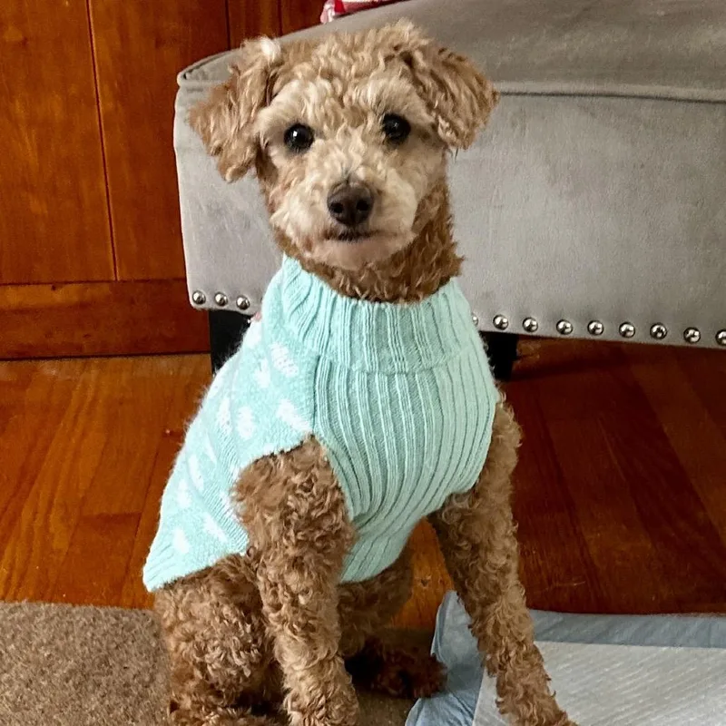 Flossy Free Training Support thumbnail 6