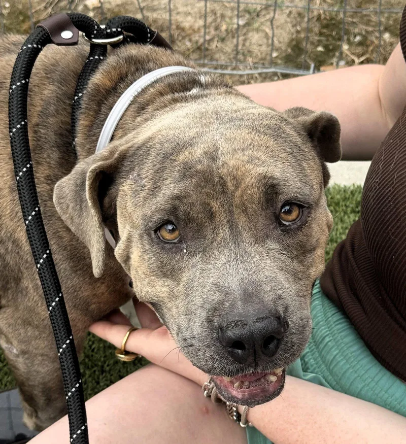 An adult medium-sized female Pit Bull Terrier dog named Patty for adoption in Houston, TX