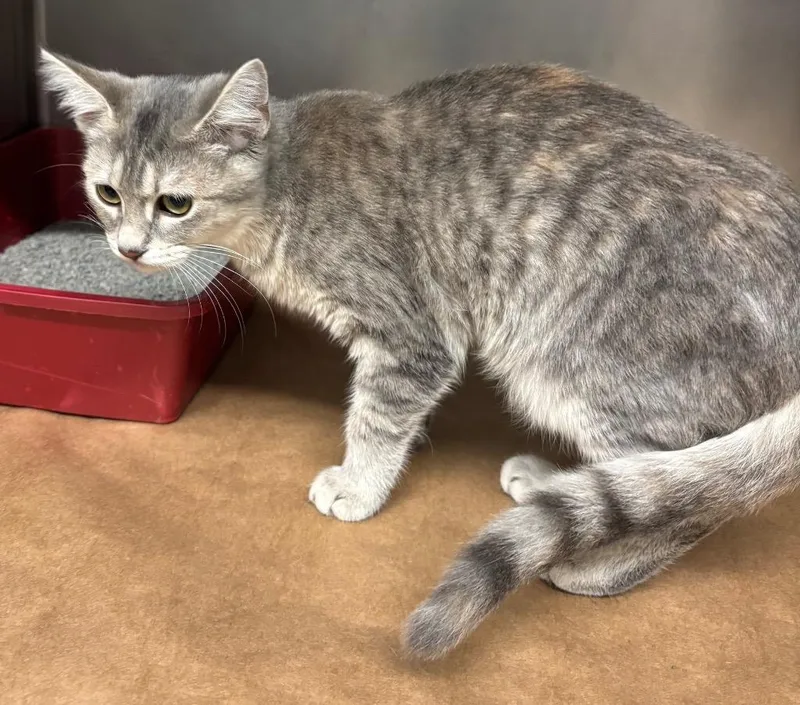 A baby large-sized female Domestic Short Hair cat named Rain for adoption in Cartersville , GA