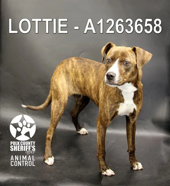 A young medium-sized female American Bulldog dog named Lottie for adoption in Winter Haven, FL
