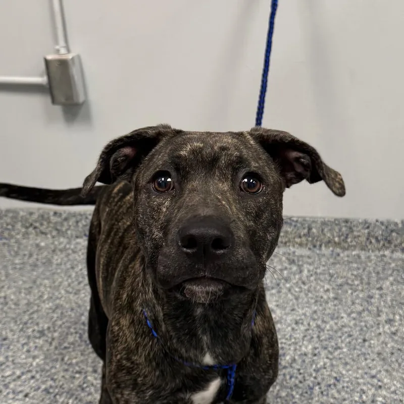 A young medium-sized female Brown / Chocolate Mixed Breed dog named Nikki Sixx for adoption in Greenville, SC