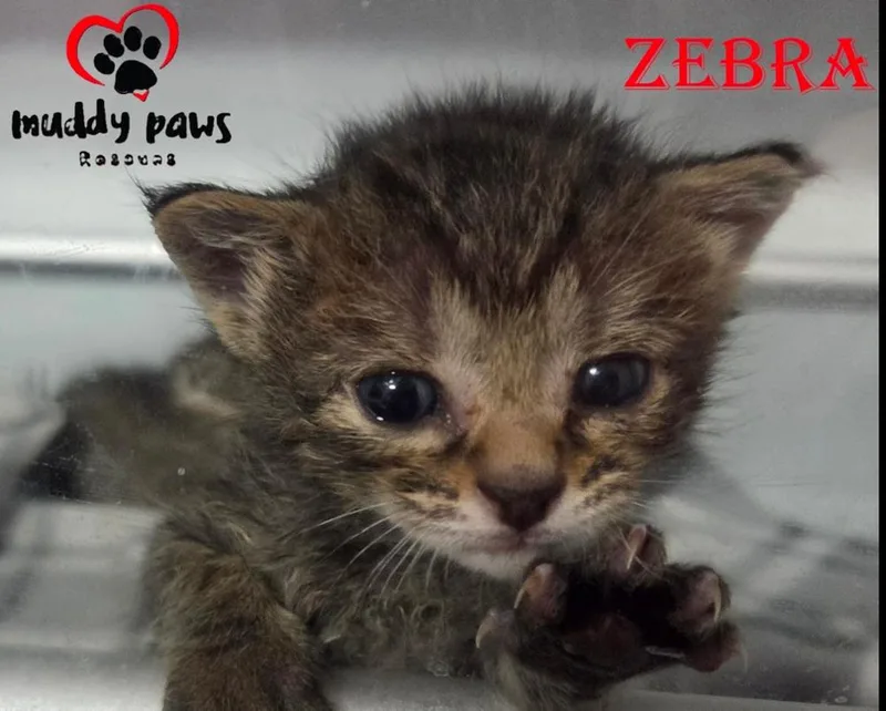 A baby small-sized male Domestic Short Hair cat named Seablings: Zebra for adoption in Council Bluffs, IA