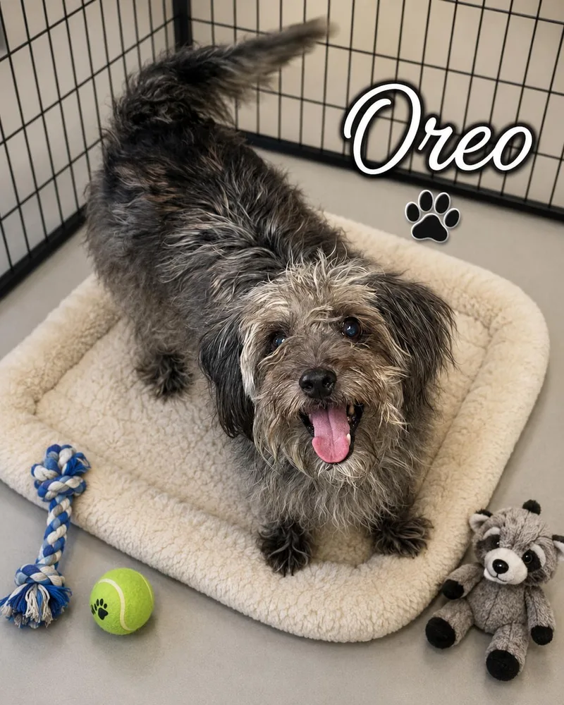 Oreo