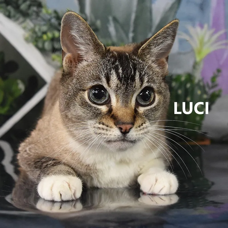 A senior medium-sized female Gray / Blue / Silver Domestic Short Hair cat named Luci for adoption in Yuma, AZ