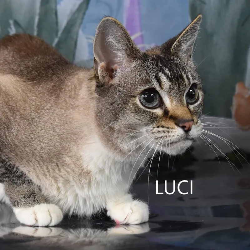 Luci thumbnail 2