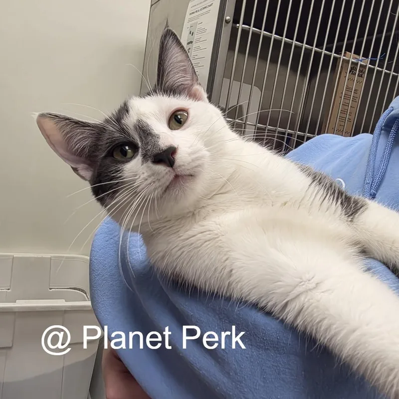 A young medium-sized male Gray / Blue / Silver Domestic Short Hair cat named Oliver for adoption in Oshkosh, WI