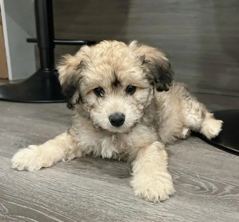 Money: Peso thumbnail 2