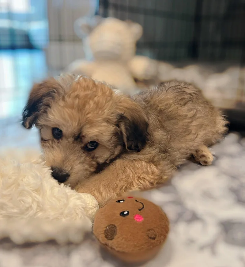 Money: Peso thumbnail 3