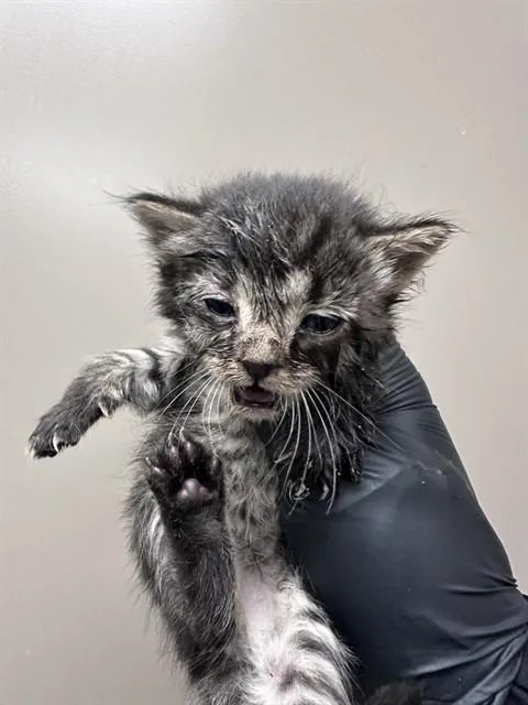 A baby small-sized male Domestic Short Hair cat named Jose for adoption in Ontario, CA