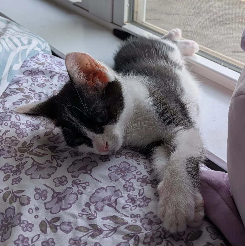 A baby small-sized female Black & White / Tuxedo Domestic Medium Hair cat named Minnie for adoption in Mooresville, NC