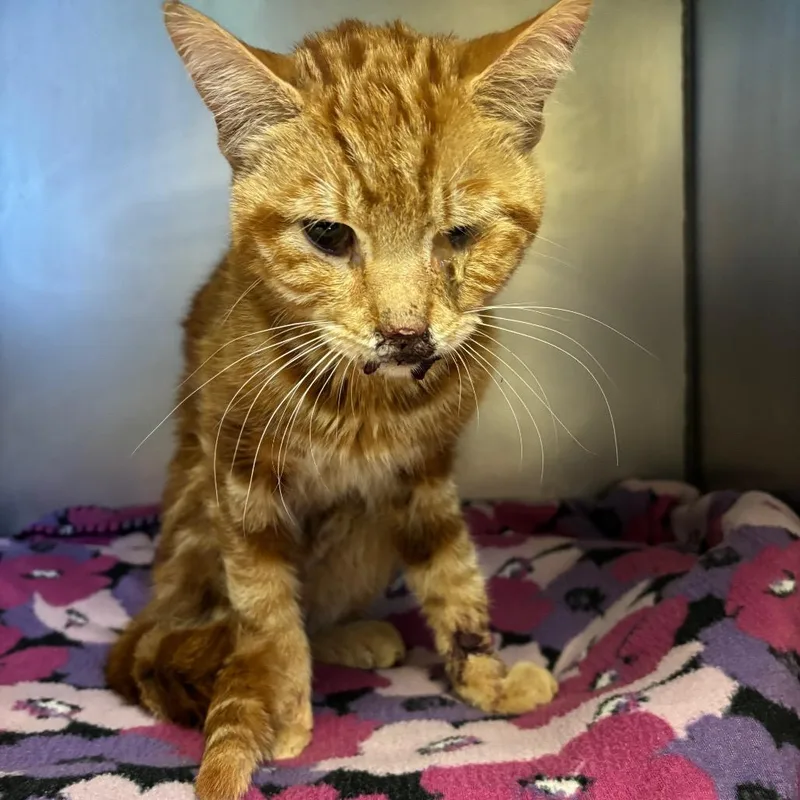 An adult medium-sized male Orange / Red Domestic Short Hair cat named Kratz Rd for adoption in York, PA