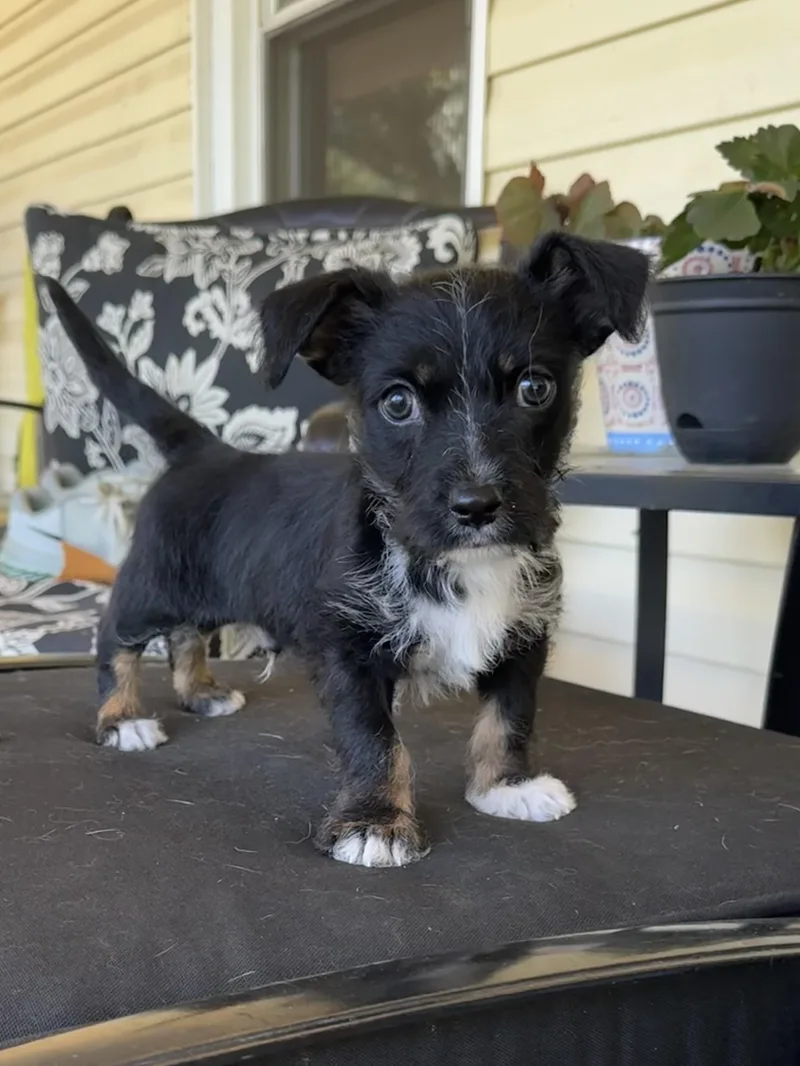 Oliver