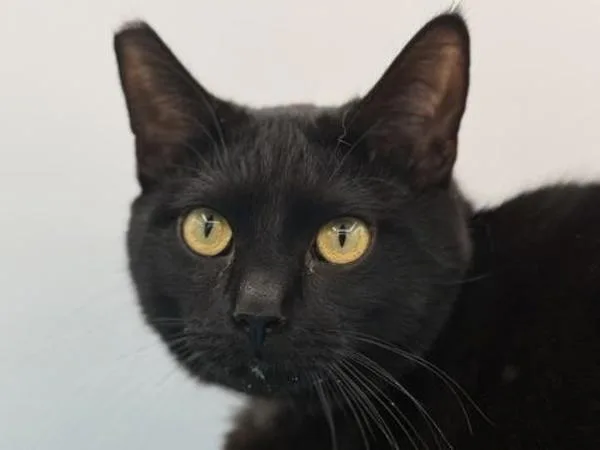 A young small-sized male Domestic Short Hair cat named Kevin for adoption in Portland, OR