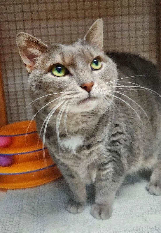 A senior large-sized female Domestic Short Hair cat named Baby Girl for adoption in Gettysburg, PA