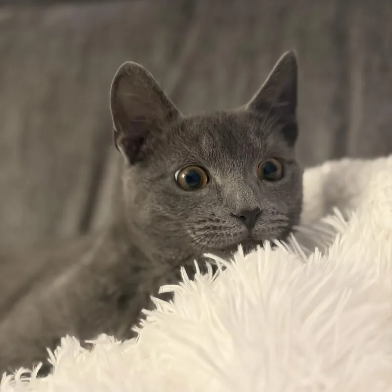 A young medium-sized male Gray / Blue / Silver Domestic Short Hair cat named Dewey for adoption in Harrisonburg, VA