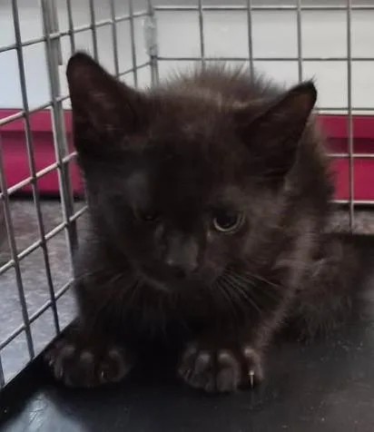 A baby small-sized male Domestic Short Hair cat named Tom for adoption in Fort Myers, FL