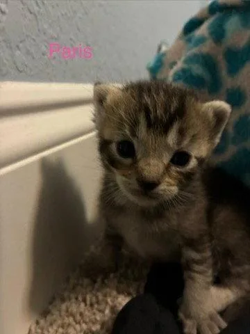 A baby medium-sized female Domestic Medium Hair cat named Paris for adoption in Blairsville, GA