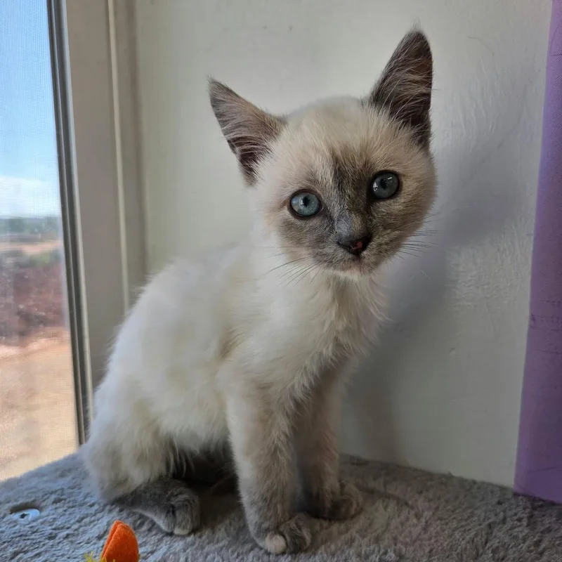 A young medium-sized female Lilac Point Siamese cat named Gem for adoption in Roosevelt, UT