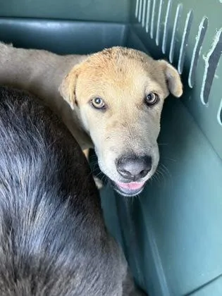 A baby medium-sized male Shar-Pei dog named Toadstool for adoption in Fresno, CA
