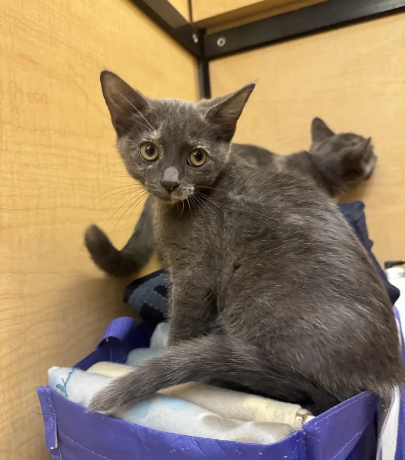 A baby medium-sized female Dilute Tortoiseshell cat named Tacoma for adoption in Albuquerque, NM