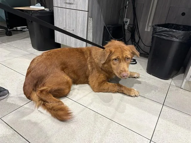 A young small-sized female Mixed Breed dog named Caramelo for adoption in Garland, TX