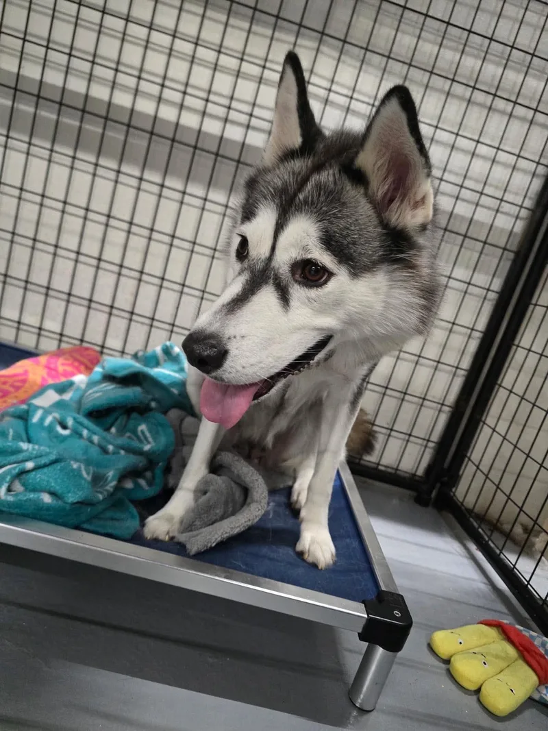 An adult medium-sized female Husky dog named Pinot for adoption in GILBERTS, IL