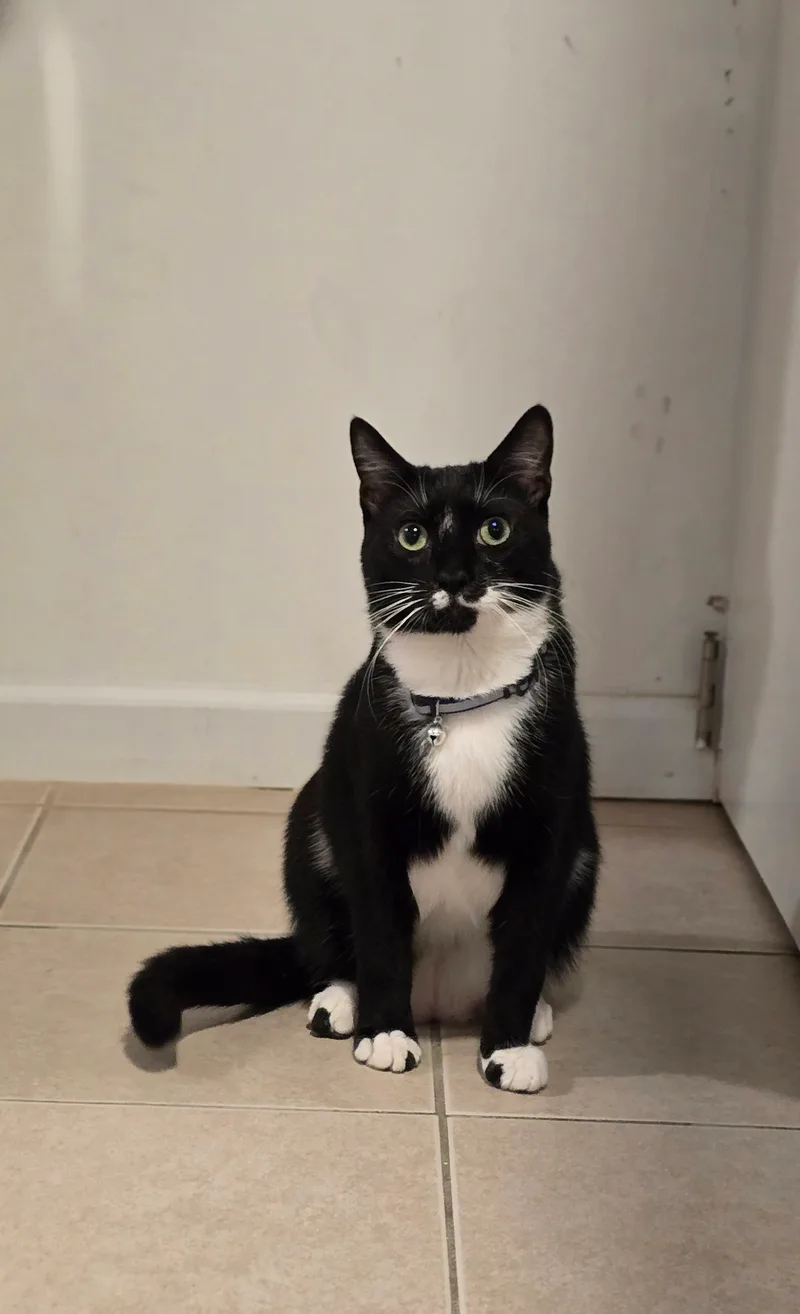 Meet Abu! Dashing  thumbnail 2