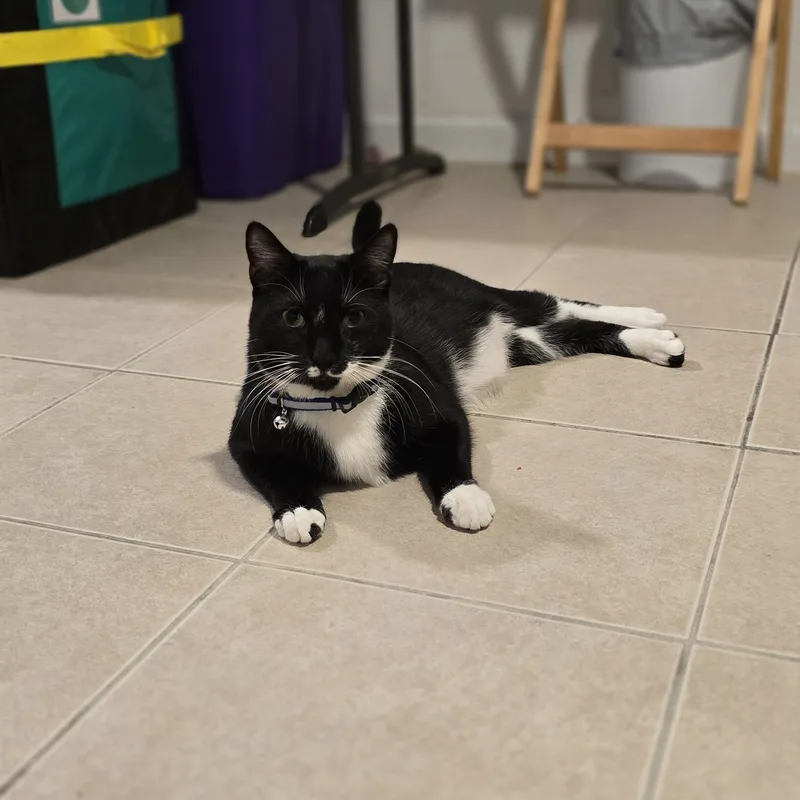 Meet Abu! Dashing  thumbnail 3