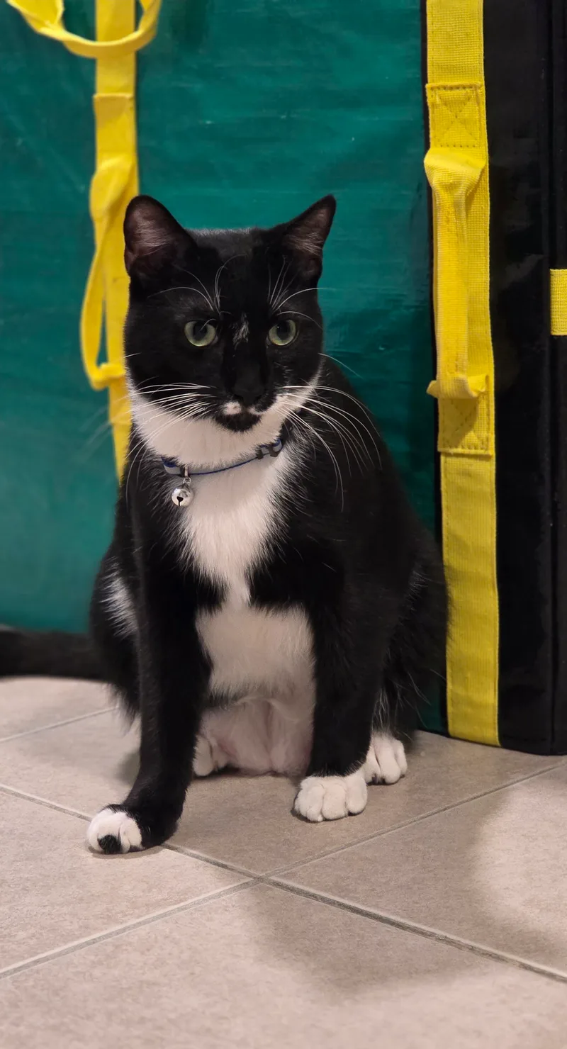 Meet Abu! Dashing  thumbnail 4