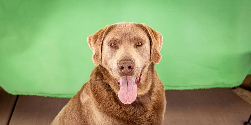 An adult extra large-sized male Gray / Blue / Silver Labrador Retriever dog named Duke Silveer for adoption in Las Vegas, NV