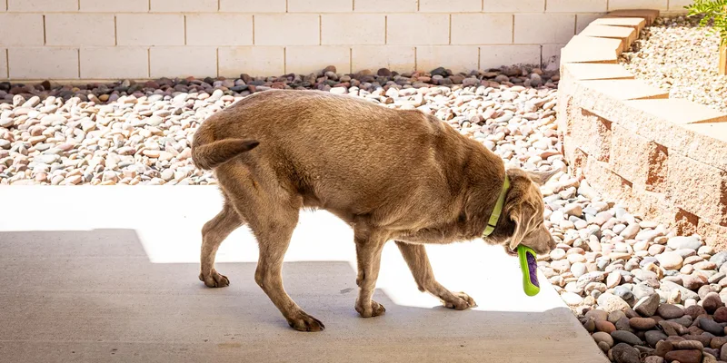 Duke Silveer thumbnail 2