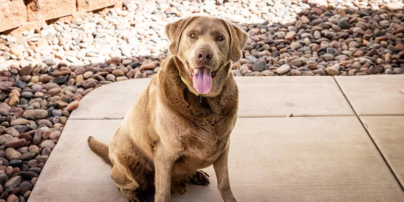 Duke Silveer thumbnail 3