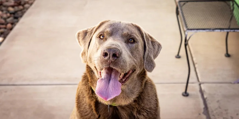 Duke Silveer thumbnail 4