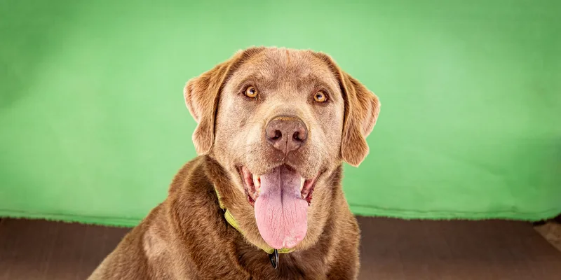 Duke Silveer thumbnail 5