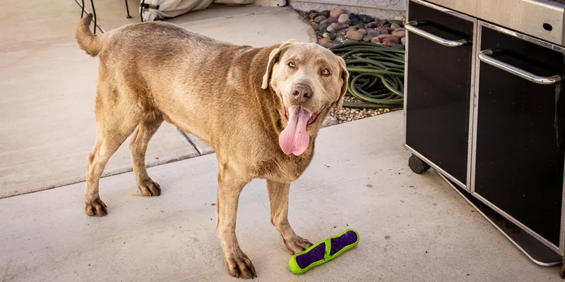 Duke Silveer thumbnail 6